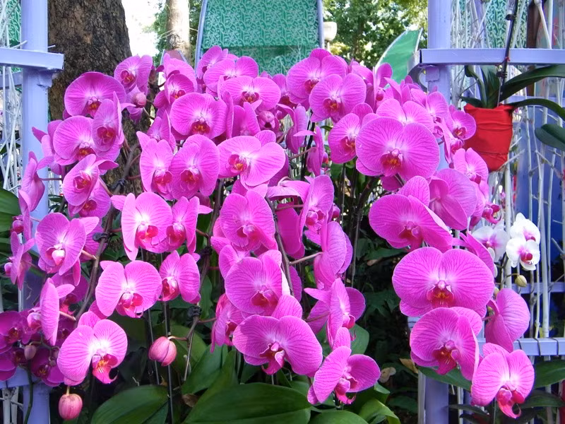 Trong những ngày đầu năm, người dân thành phố, du khách nước ngoài đã chọn nơi đây làm địa điểm du xuân, ngắm hoa, cá, bướm… nhiều chủng loại. Lung linh sắc màu hoa lan tại Hội hoa xuân Tao Đàn.