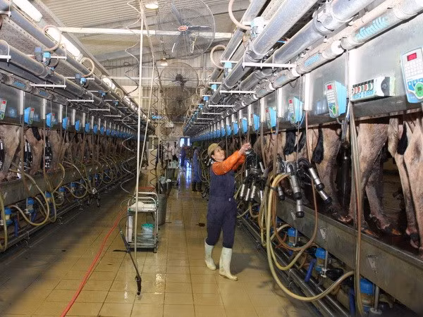 Ngành chăn nuôi bò thịt và bò sữa đặt ra thách thức lớn khi sản phẩm này được nhập khẩu khẩu trong khối các nước TPP có mức thuế bằng 0. Ảnh: Vận hành dây chuyền vắt sữa - Đình Huệ/TTXVN.