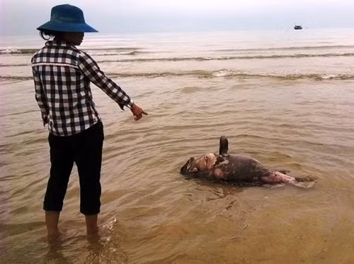 Hiện tượng cá chất tại ven biển một số tỉnh Miền Trung - ảnh Huy Hoàng. Hiện tượng cá chất tại ven biển một số tỉnh Miền Trung - ảnh Huy Hoàng.
