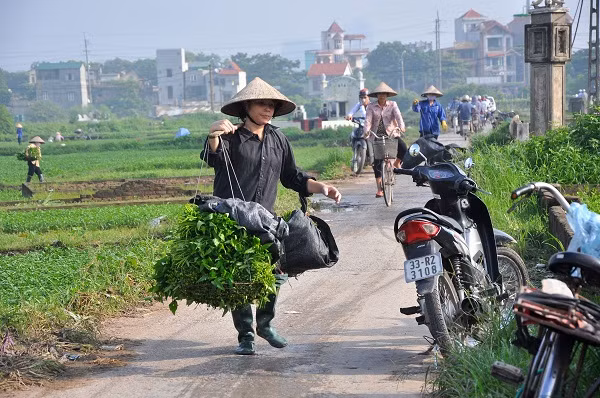Khung cảnh tấp nập trong buổi sáng tại khu vực trồng rau đặc biệt này.