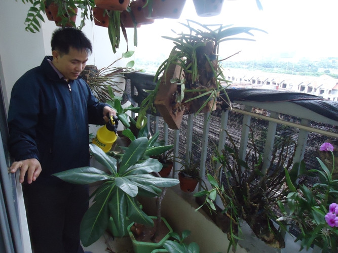 Anh Vũ Quang Tiệp luôn dành thời gian để chăm sóc cây bàng vuông (ảnh Trinh Phúc). Anh Vũ Quang Tiệp luôn dành thời gian để chăm sóc cây bàng vuông (ảnh Trinh Phúc).