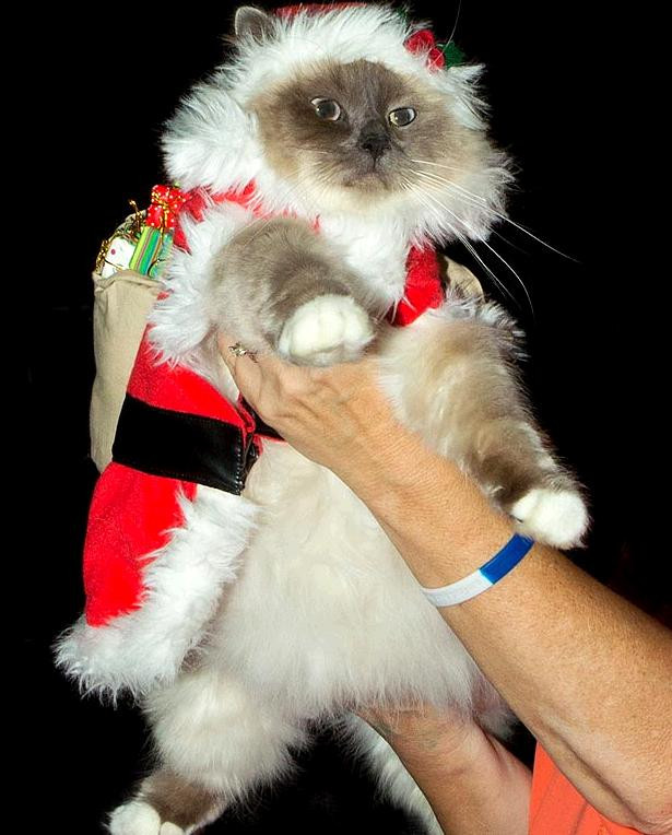 Ông già Noel là đây.