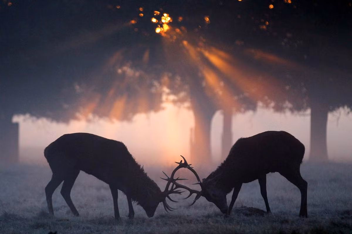 Hai con hồng nai đang đấu sừng trong công viên Richmond Park ở London.