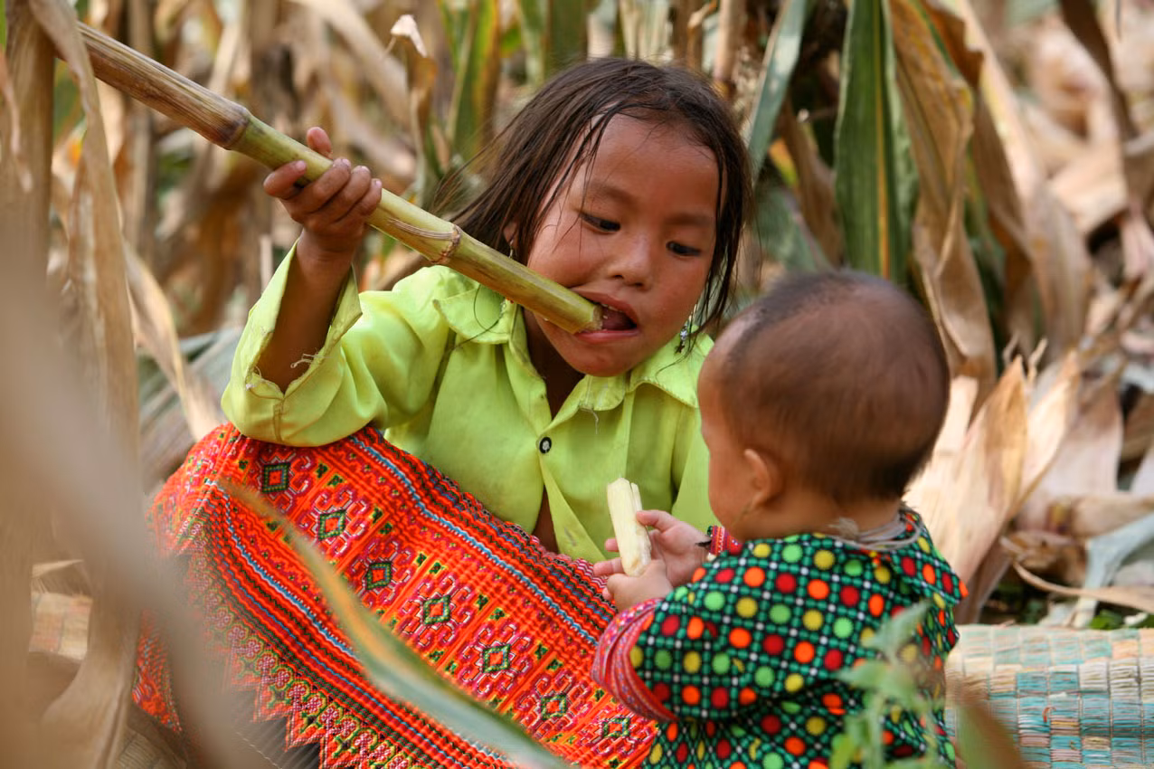 Qua những đốt mía ấy, trẻ em hiểu được quy trình cõng đất, nước lên núi đá để trỉa hạt trồng ngô.
