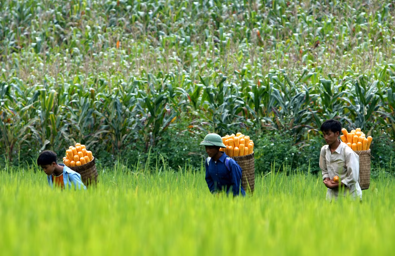 Đối người người Mông, cây ngô là lương thực chính, giống như cây lúa dưới miền xuôi. Mùa thu hoạch ngô vào cuối tháng 10 cũng là vụ mùa chính trong năm của người Mông.