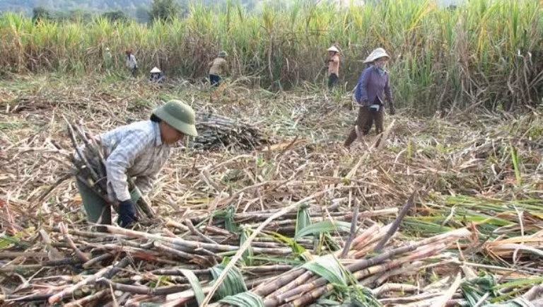 Theo ông Nguyễn Hải, ngành mía đường trong nước không được bảo hộ nhiều (ảnh nông dân thu hoạch mía - nguồn Viện nghiên cứu Mía đường). Theo ông Nguyễn Hải, ngành mía đường trong nước không được bảo hộ nhiều (ảnh nông dân thu hoạch mía - nguồn Viện nghiên cứu Mía đường).