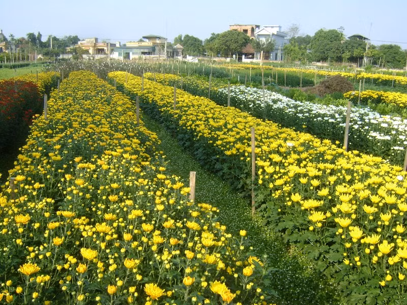 Những luống hoa đua nhau khoe sắc ở làng hoa Phù Vân (Phủ Lý - Hà Nam)