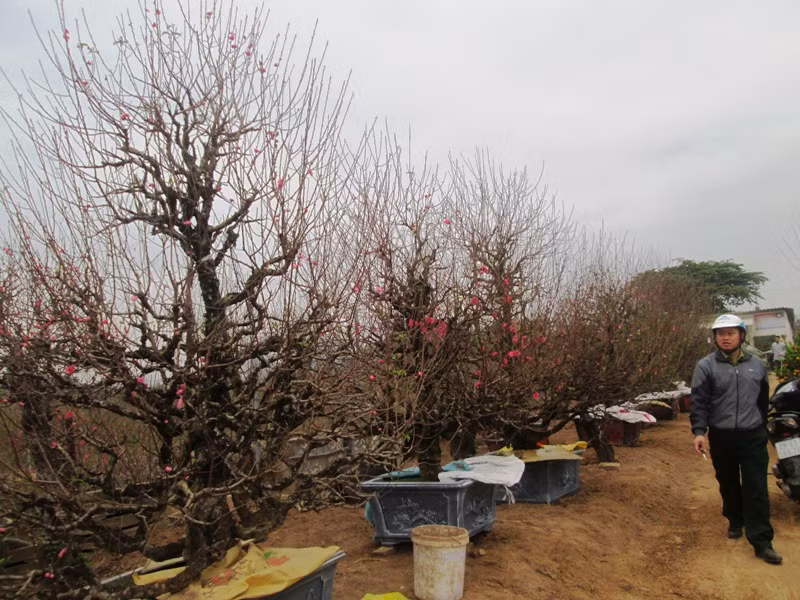 Những cây đào được người dân đưa vào chậu vận chuyển lên phố bán hoặc có thể khách hàng sẽ tới tìm mua (ảnh HC)