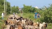 “Kiên quyết nhúng chàm và miệng nhúng…đóm” ảnh 6