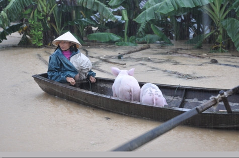 Thiệt hại do trận lũ gây ra cho người dân thị xã Hoàng Mai là 800 tỷ đồng khiến dư luận đặt câu hỏi việc xả lũ của đơn vị vận hành hồ Vực Mấu như vậy đã đúng hay chưa?