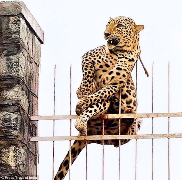Đâm chọc: Nó đã cố gắng để nhảy qua hàng rào cao 10 feet nhưng khi bị trượt chân, chân sau bị cắm vào hàng rào và mắc kẹt. Con báo đau tê liệt bởi mũi nhọn bằng thép.