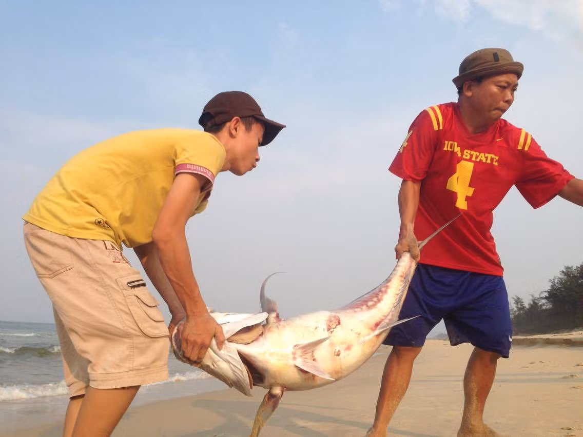 Một con cá vẩu 35kg trôi dạt vào bờ biển Vinh Mỹ, Phú Lộc được người dân đưa đi chôn. (Ảnh Bảo Sương) Một con cá vẩu 35kg trôi dạt vào bờ biển Vinh Mỹ, Phú Lộc được người dân đưa đi chôn. (Ảnh Bảo Sương)
