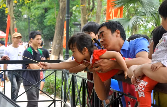 Cố gắng giúp con cho khỉ ăn…