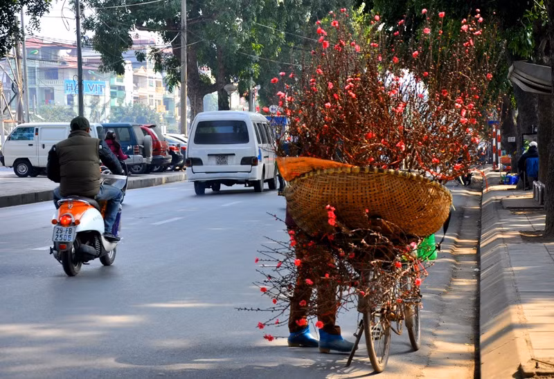 Những ngày tháng Chạp, đi trên những con phố của Thủ đô không khó bắt gặp những xe chở đầy cành đào đang rảo bước dưới phố. Những ngày tháng Chạp, đi trên những con phố của Thủ đô không khó bắt gặp những xe chở đầy cành đào đang rảo bước dưới phố.