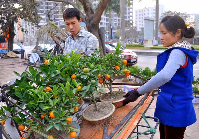 Hiện tại, năm nay ở Văn Giang (Hưng Yên) đã có nhiều người trồng loại cây này. Nhưng trồng nhiều nhất vẫn là vườn cây Hà Mích của vợ chồng anh Mích. Hiện tại, năm nay ở Văn Giang (Hưng Yên) đã có nhiều người trồng loại cây này. Nhưng trồng nhiều nhất vẫn là vườn cây Hà Mích của vợ chồng anh Mích.