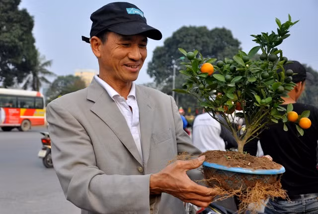 Một người khách đang ngắm nghía cây quất mini trước khi quyết định mua. Theo vị khách này, cây quất mini nhìn khá lạ mắt và thích hợp để ở trong nhà có không gian hẹp. Một người khách đang ngắm nghía cây quất mini trước khi quyết định mua. Theo vị khách này, cây quất mini nhìn khá lạ mắt và thích hợp để ở trong nhà có không gian hẹp.