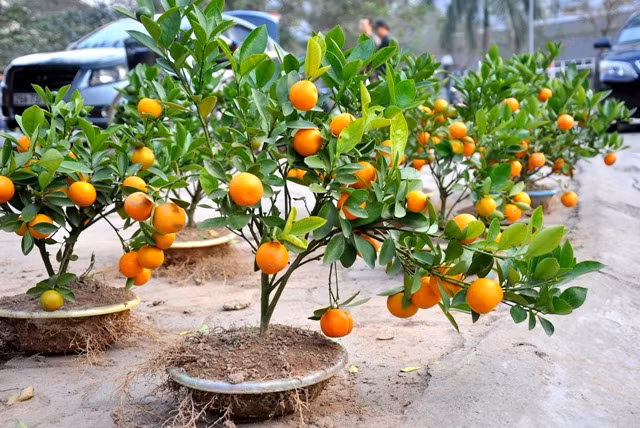 Để có một cây quất mini, những người trồng cây phải mất 2 năm chăm sóc. “Vì cây nhỏ và yếu, việc cho hoa và quả đúng vào dịp Tết là rất khó. Có nhiều cây đã bị hỏng phải làm đi làm lại nhiều lần.” – anh Phạm Văn Mích chia sẻ. Để có một cây quất mini, những người trồng cây phải mất 2 năm chăm sóc. “Vì cây nhỏ và yếu, việc cho hoa và quả đúng vào dịp Tết là rất khó. Có nhiều cây đã bị hỏng phải làm đi làm lại nhiều lần.” – anh Phạm Văn Mích chia sẻ.