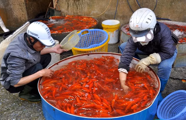 Từ chiều ngày 22, nhiều tiểu thương đã đi mua mua cá ở Chợ làng cá Sở Thượng (Hoàng Mai, Hà Nội) để đem xuống phố bán.