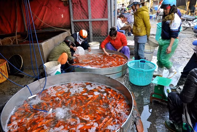 Cá chép đỏ do chính người dân làng cá Sở Thượng, các viện khoa học nuôi trồng cung cấp về chợ