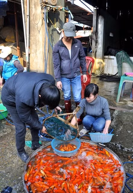 Người mua cá chép đến chợ Sở Thượng tự chọn những con khỏe mạnh.