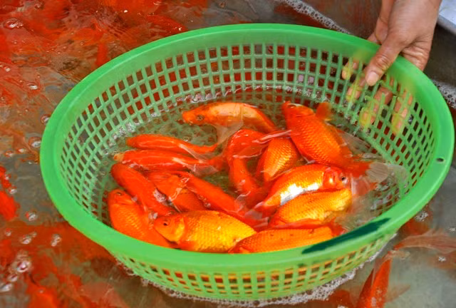 Các tiểu thương từ nhiều nơi trong thành phố về Sở Thượng để chọn được cá chép đẹp và khỏe ngày mai xuống phố bán.