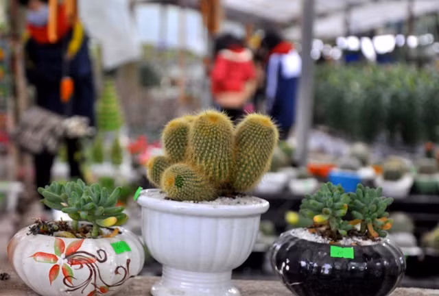 Các bạn trẻ có thể chọn lựa được những cây cảnh nhỏ nhắn, xinh xắn để trang trí ngôi nhà của mình trong dịp Tết. Các bạn trẻ có thể chọn lựa được những cây cảnh nhỏ nhắn, xinh xắn để trang trí ngôi nhà của mình trong dịp Tết.