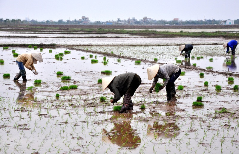 Không khí rộn ràng trong những ngày xuân của người nông dân Bắc Bộ.