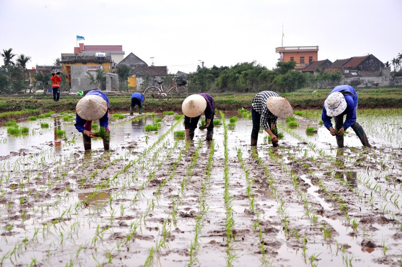 Vừa cấy vừa ăn Tết là chuyện thường thấy đã diễn ra từ rất lâu đối với những gia đình người nông dân ở Hải Hậu.