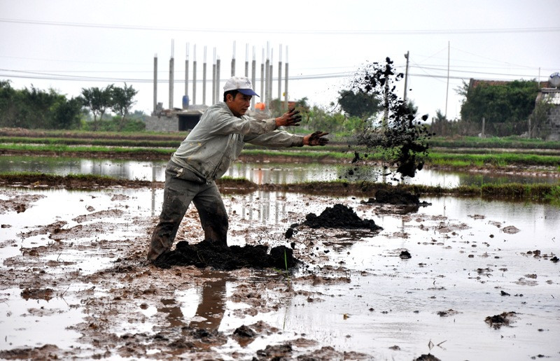 Trước Tết ruộng được đổ ngập nước, người nông dân phải làm cỏ, vãi phân chuồng ra ruộng trước khi máy bừa ống ruộng (san bằng mặt ruộng).