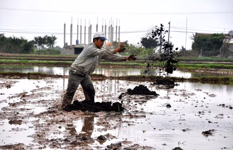 Trước Tết ruộng được đổ ngập nước, người nông dân phải làm cỏ, vãi phân chuồng ra ruộng trước khi máy bừa ống ruộng (san bằng mặt ruộng).