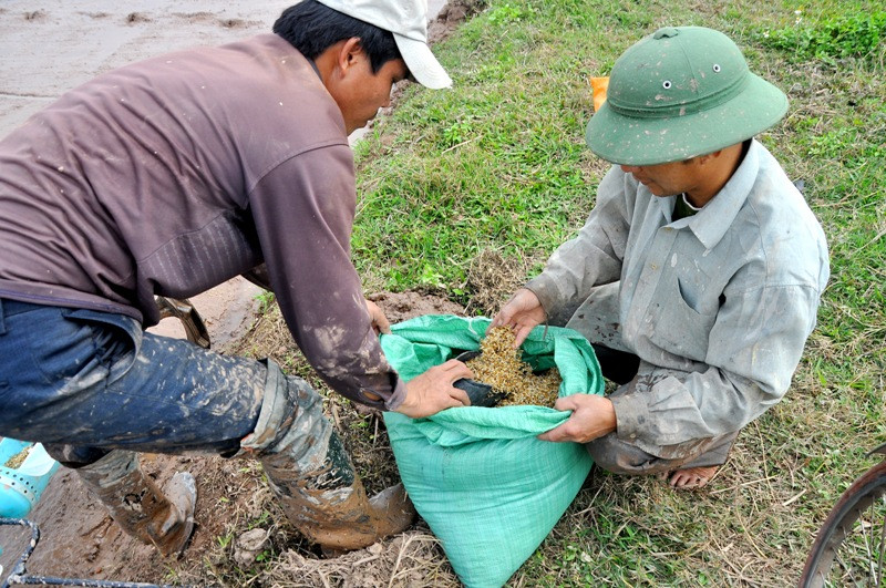 Hạt giống đưa xuống đồng: “hạt giống không được quá dài mà cũng không được quá ngắn để đạt được tính hiệu quả nhất trong việc sinh trưởng cây mạ. Mỗi giống lúa có một quá trình sinh trưởng khác nhau và sự thành công còn tùy theo việc lựa chọn giống lúa phù hợp với thời tiết trong năm.” – ông Trần Văn Vịnh chia sẻ.