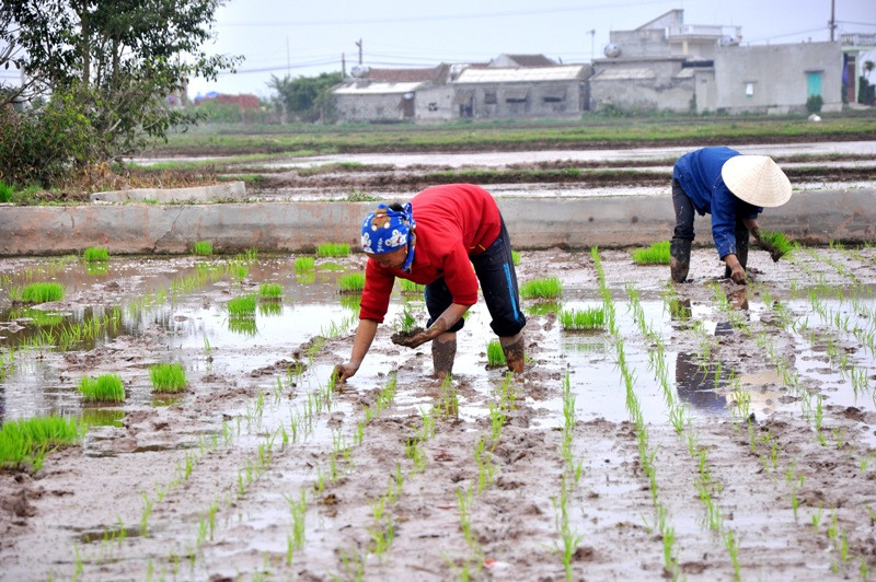 Những hàng lúa thắng tắp trên ruộng trong tiết trời xuân chứa chan bao niềm hi vọng của người nông dân.