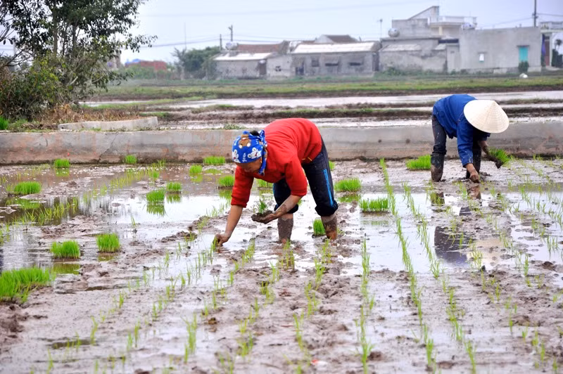 Những hàng lúa thắng tắp trên ruộng trong tiết trời xuân chứa chan bao niềm hi vọng của người nông dân.