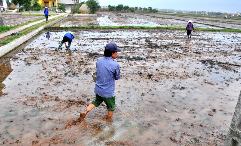 Ông Trần Văn Bình, xã Hải Lộc (Hải Hậu, Nam Định) cho biết: “Làm nông phải tuân theo tính mùa vụ để tránh sâu bệnh và phù hợp với thời tiết. Do đó, cần phải xuống đồng dù vẫn chưa hết ngày mồng”.