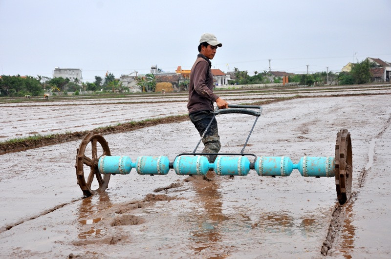 Theo kinh nghiệm của nhiều người nông dân trong vùng: Việc xạ lúa sẽ đạt được kết quả cao hơn so với phương pháp cấy mạ truyền thống xưa.