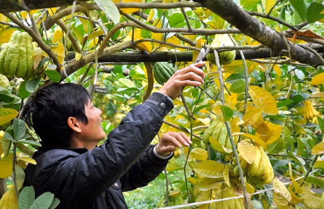 Việc chăm sóc cây phật thủ mất nhiều công hơn trồng cam quýt. Đặc biệt là phải phun nhiều thuốc sâu vì cây phật thủ rất nhiều sâu bệnh.