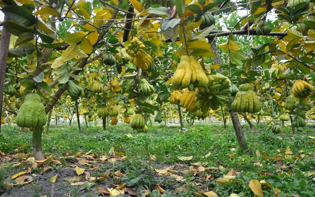 Theo như giá bán buôn, trung bình mỗi quả phật thủ có giá từ 60 – 100 nghìn đồng.