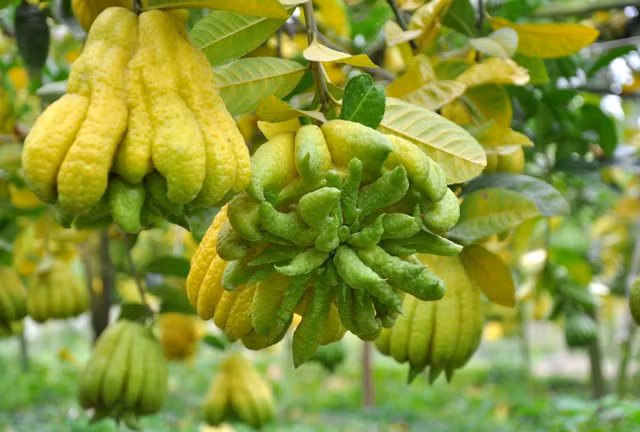 Cây phật thủ cho quả quanh năm, người trồng phật thủ có thể bán luôn, bán lẻ vào nhiều dịp trong năm như: Tết, rằm, mùng một…