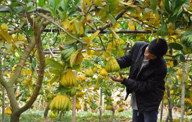 Hơn 10 năm trồng cam quýt nhưng khi nhận thấy trồng cây phật thủ mang lại lợi nhuận cao hơn, anh Nguyễn Văn Hòa (36 tuổi, xã Đắc Sở) đã quyết định thuê đất trồng cây phật thủ.