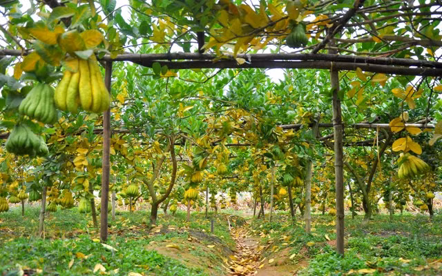 Người đầu tiên nhân giống cây phật thủ thành công ở Đắc Sở chính là ông Nguyễn Văn Thiết ở xóm 4, thôn Đông Hạ. Vài năm sau, hàng chục hộ dân ở Đắc Sở đã đưa cây Phật thủ ra trồng trên những đồng bãi trước đây trồng rau màu.
