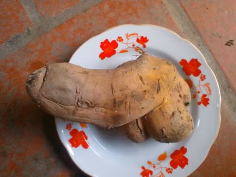 Củ khoai có hình dáng ngộ nghĩnh.