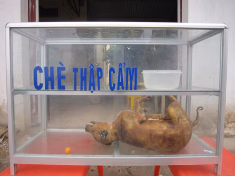 Chè "chó". Chè "chó".