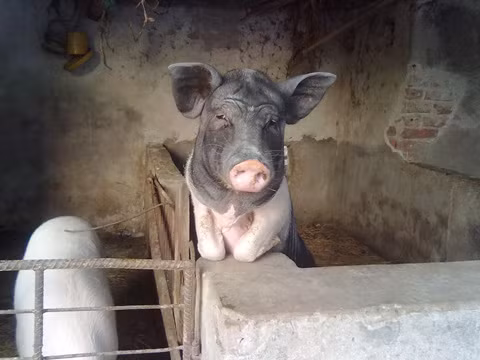 Dáng chuẩn chưa anh?