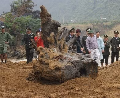 Sau khi gốc gỗ sưa được phát hiện trùm gỗ sưa với biệt danh Hùng "mía" (người đội mũ cối) đã mua lại công phát hiện từ cha con anh Nguyễn Quang Huy với giá 900 triệu đồng