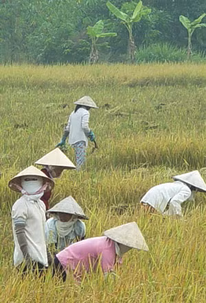 Nam thanh niên tại đồng bằng sông Cửu Long khó cưới vợ ảnh 2
