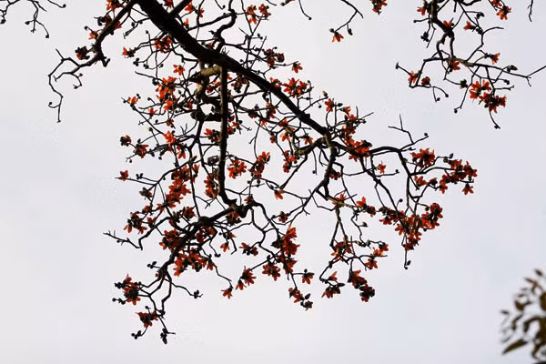 Khoảng trời rực đỏ.