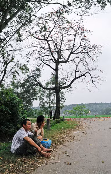 Nghỉ ngơi bên gốc gạo.