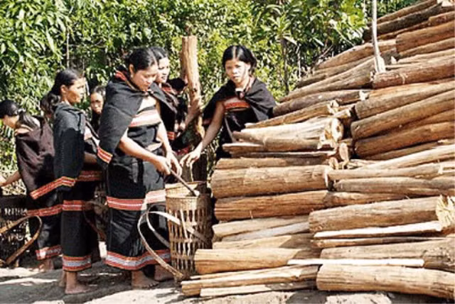 Mùa xuân, các dân tộc Chu Ru, Cơ Ho, Cil , Giẻ Triêng....ở Tây Nguyên vào mùa lễ hội bắt chồng. Tục bắt chồng của người Tây Nguyên có nét tương tự với tục cướp vợ của đồng bào miền núi phía Bắc, chỉ có điều ở đây ngược lại, người phụ nữ đi bắt chồng chứ không phải là người đàn ông đi bắt vợ. Củi là một trong những lễ vật "bắt chồng"của người Tây Nguyên