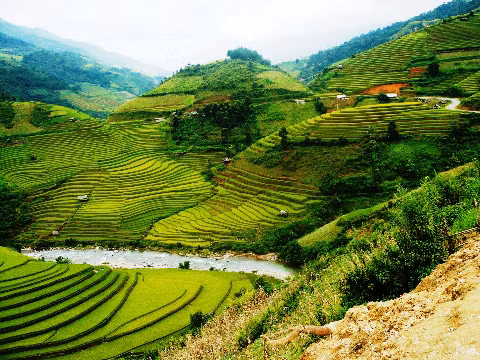 Ruộng bậc thang Chế Cu Nha-Mù Cang Chải uống lượn theo các địa hình.