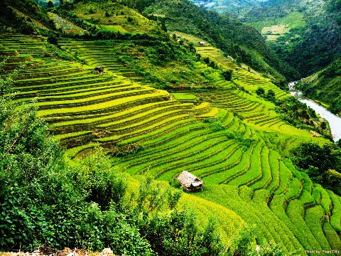 Miên man sóng lúa Chế Cu Nha-Mù Cang Chải khi mùa lúa chín đang về.